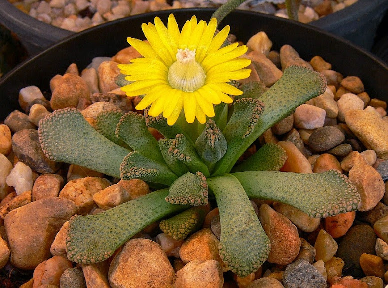 Titanopsis%2Bfulleri.jpg