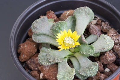 Titanopsis-calcarea1.jpg