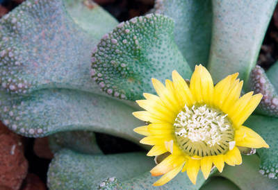 Titanopsis-calcarea5.jpg