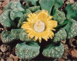 Titanopsis_calcarea_13km_SW_Luckhoff_m.jpg
