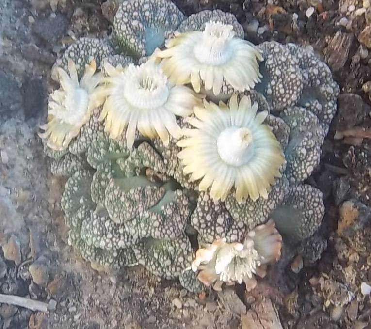 titanopsisflower_zps0e97045b.jpg