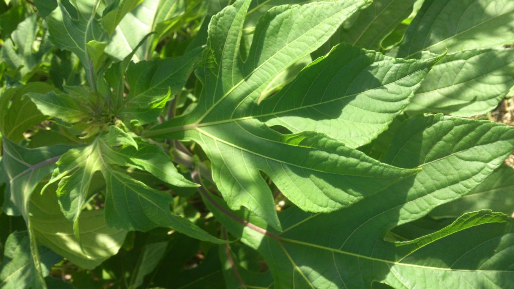 Tithonia_diversifolia_%281%29.jpg