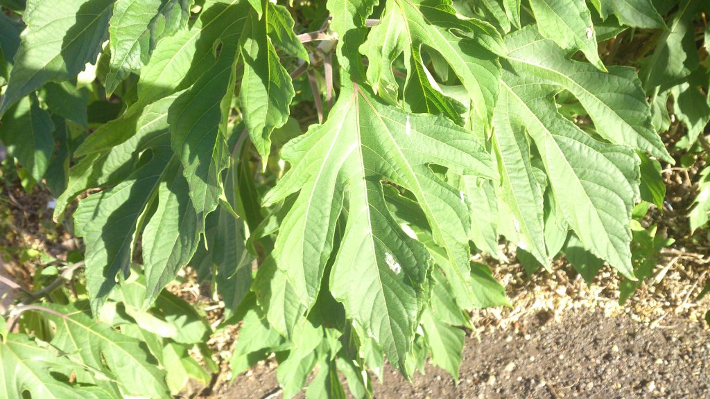 Tithonia_diversifolia_%282%29.jpg