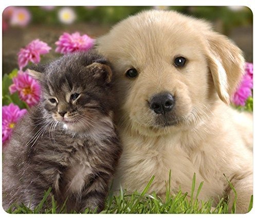 tito-animales-gato-del-perro-de-perrito-del-golden-retrie-D_NQ_NP_661992-MLA26472553636_122017-F.jpg