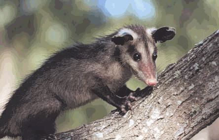tlacuache1f.gif