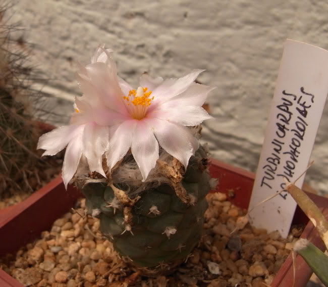 Tlophophoroides.jpg