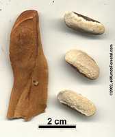 Fruto y semillas de caoba; son evidentes los segmentos de la cápsula