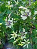 TN_clematis%20florida%20bicolor.JPG