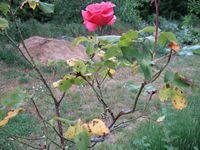 tn_IMG_0023.JPG