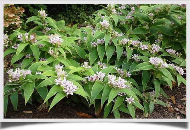 Toad-Lillies-Fall-Flowers.jpg