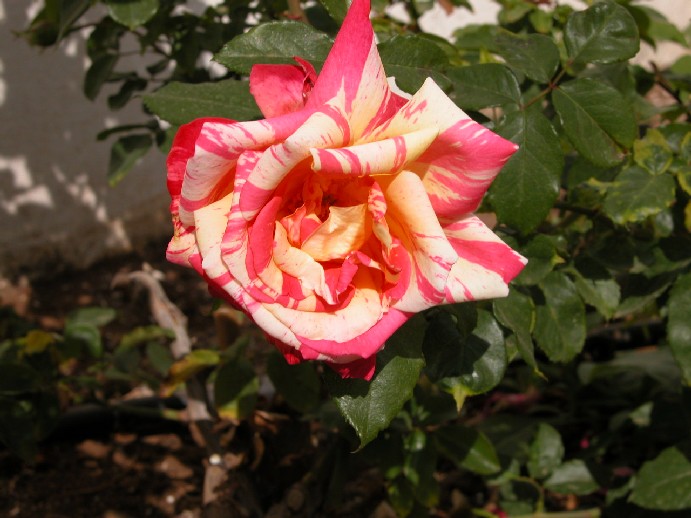 Tocade 2007.jpg
