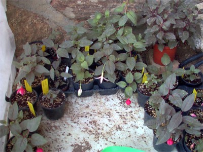 todas%20fuchsias.jpg