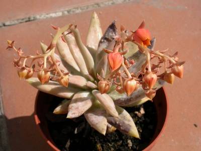 tolimanensis_flor.jpg