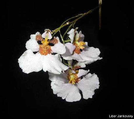 Tolumnia%20variegata.jpg