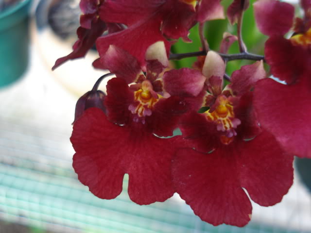 tolumniapopoki014-1.jpg