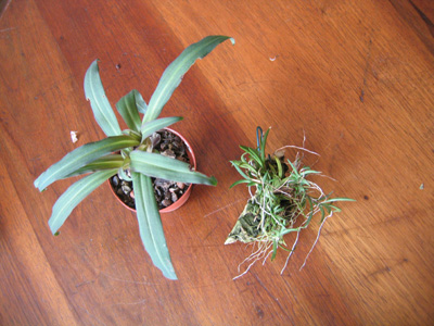 tolumniayhabenaria.jpg