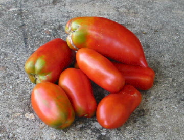 tomaquet%20pera%20bis.jpg