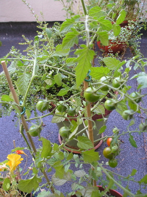Tomatal.jpg