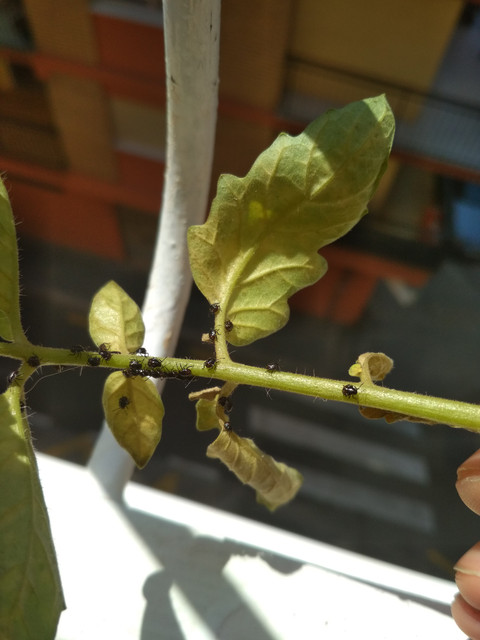 tomate-2.jpg