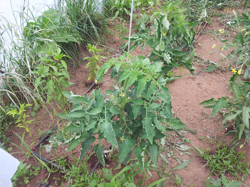 Tomate%203%20cantos.jpg