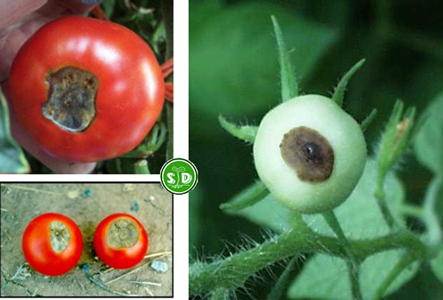 tomate%20apical.jpg