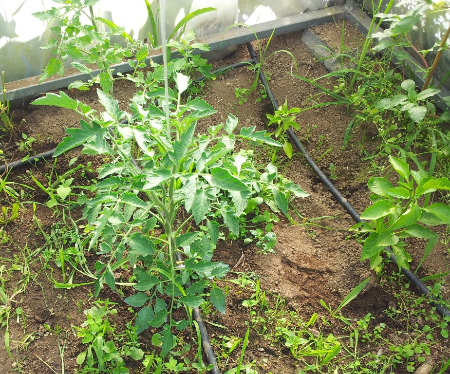 Tomate%20canestrino.jpg