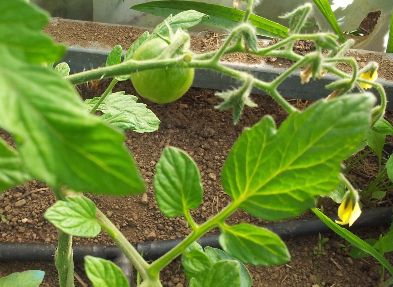 Tomate%20cherry%20amarillo%20detalle.jpg