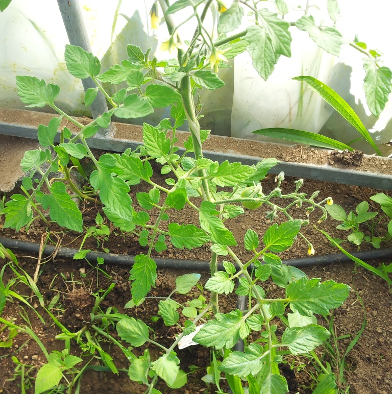 Tomate%20cherry%20amarillo.jpg