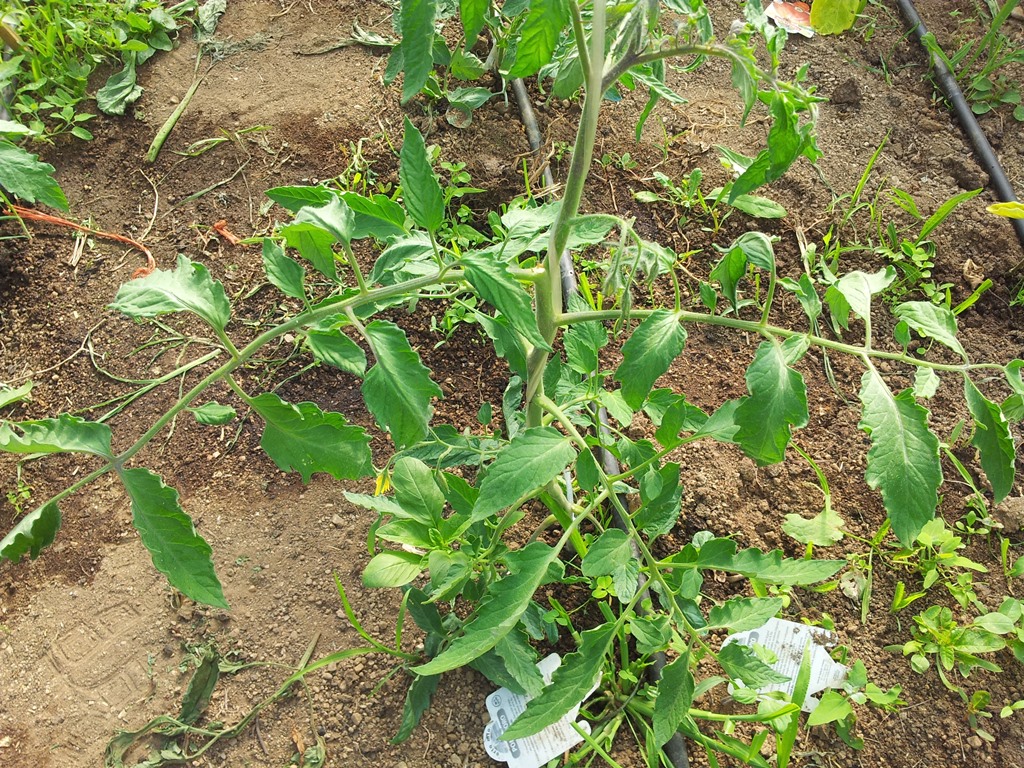 Tomate%20cornudo%20de%20los%20andes.jpg