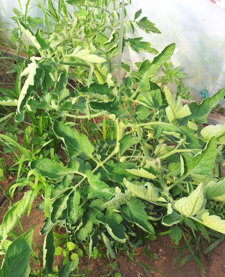Tomate%20costoluto%20fiorentino.jpg
