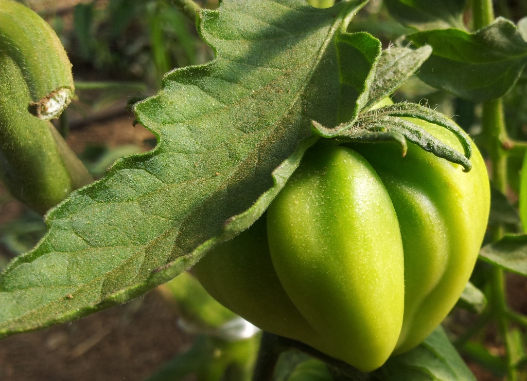 Tomate%20liguria%20detalle.jpg
