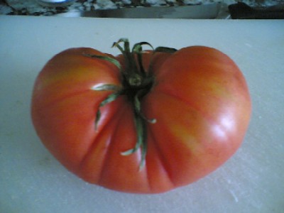 Tomate%20Muchamiel.jpg