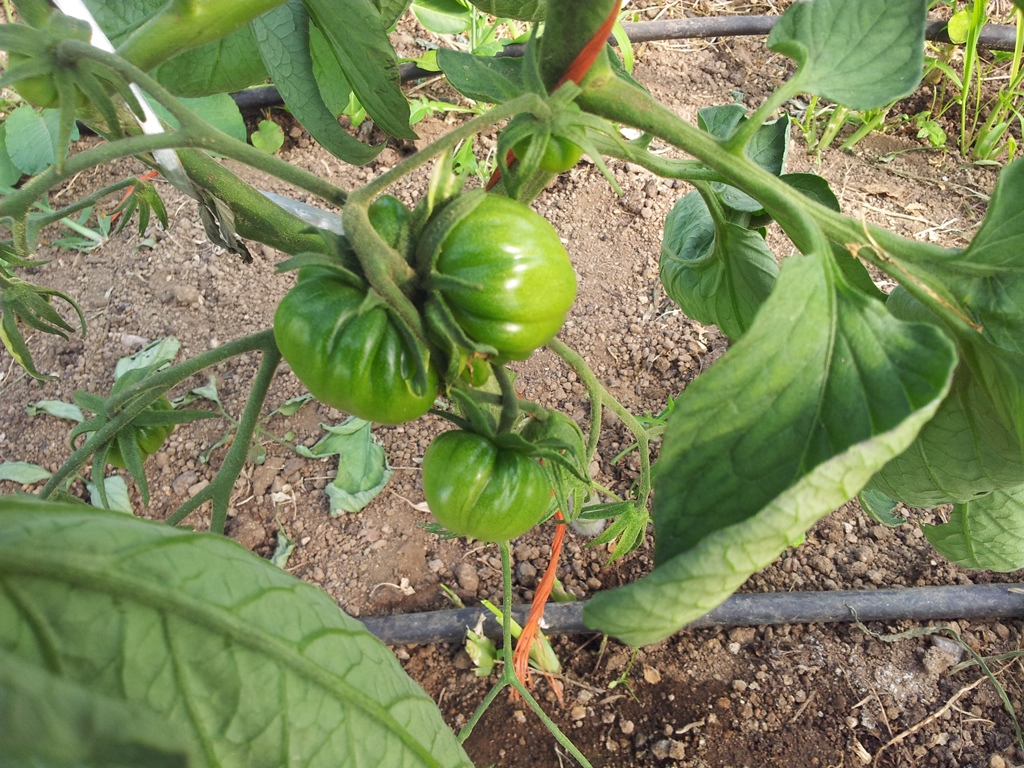 Tomate%20negro%20de%20Santiago%20detalle.jpg