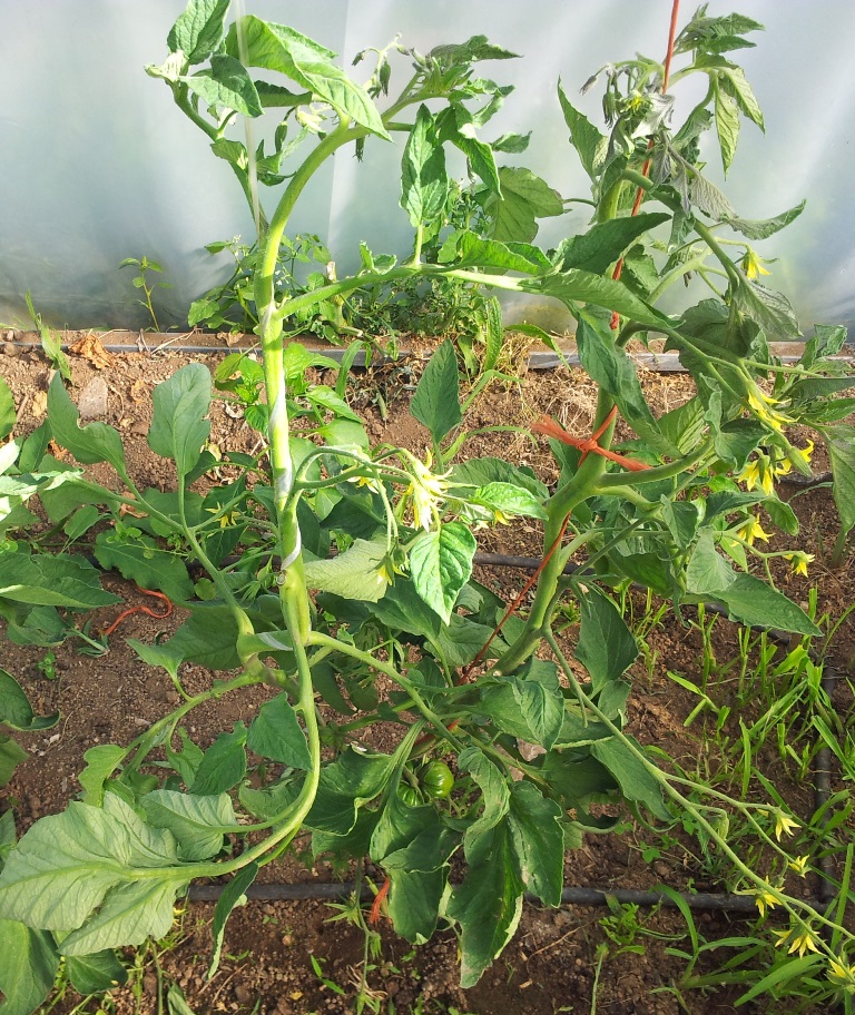 Tomate%20negro%20de%20Santiago.jpg