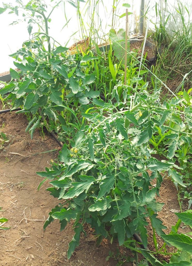 Tomate%20raf.jpg