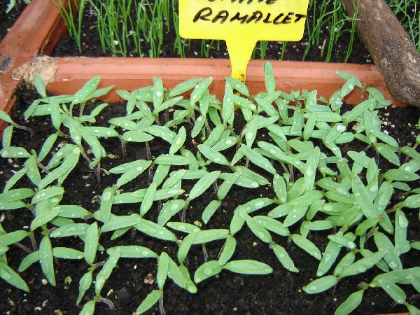 tomate%20ramallet%209%20marzo.JPG