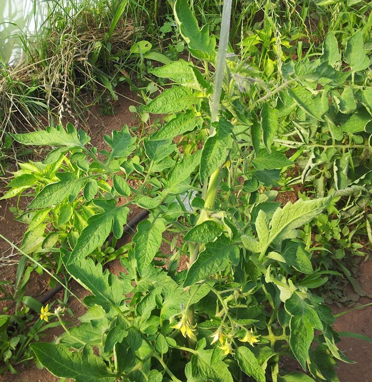 Tomate%20san%20marzano.jpg