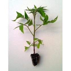 TOMATE%20VALENCIANO-250x250.jpg
