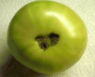 tomate-calcio-2.jpg