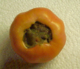 tomate-calcio.jpg