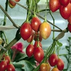tomate-del-monte-03.jpg