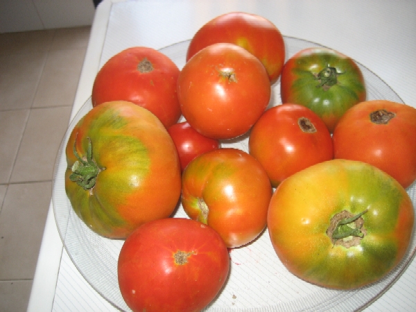 tomate foro.JPG