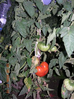 tomate.JPG