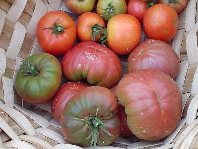 tomate morado cesta.JPG