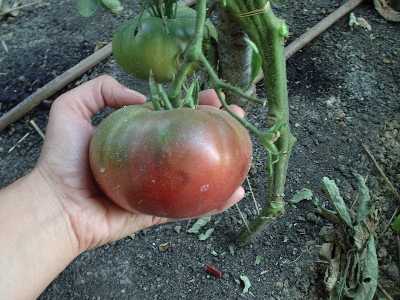 tomate morado en planta.JPG