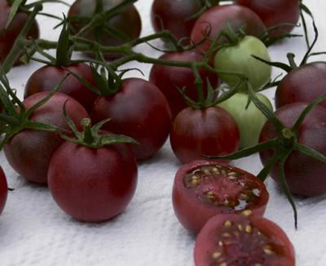 Tomate-Morado.jpg