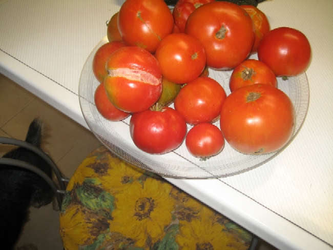 tomate rajado.JPG