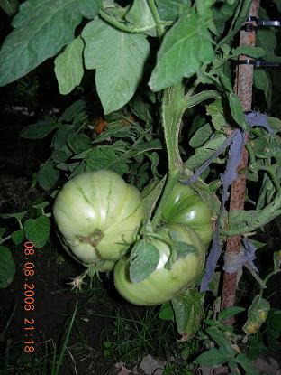 tomate sin madurar.JPG