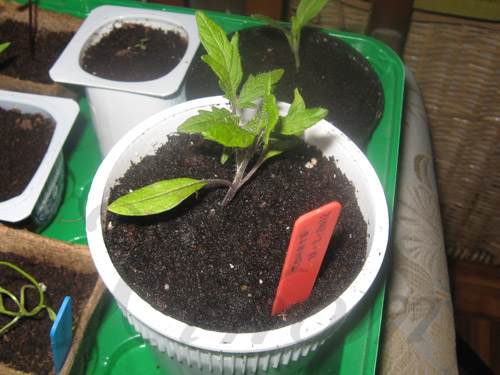 tomate03.jpg