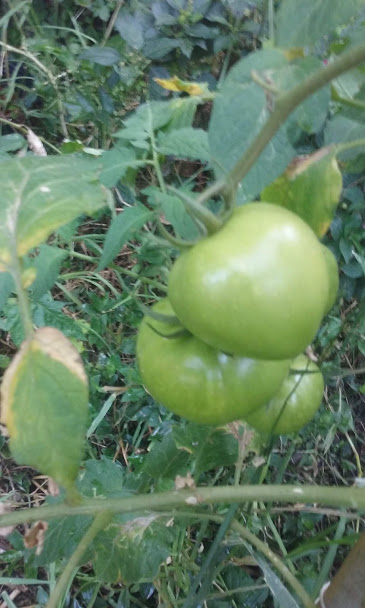 tomate1.jpg